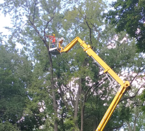 arborist and tree care services arborist and tree care services