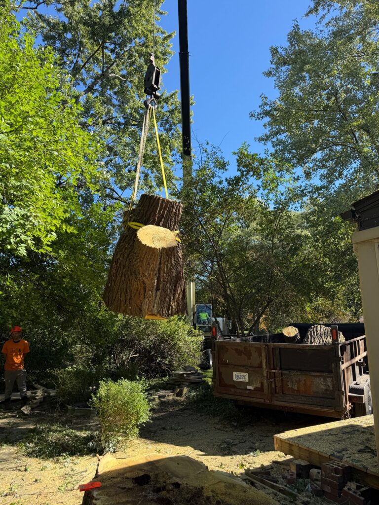 certified-arborist-tree-pruning-macomb-mi