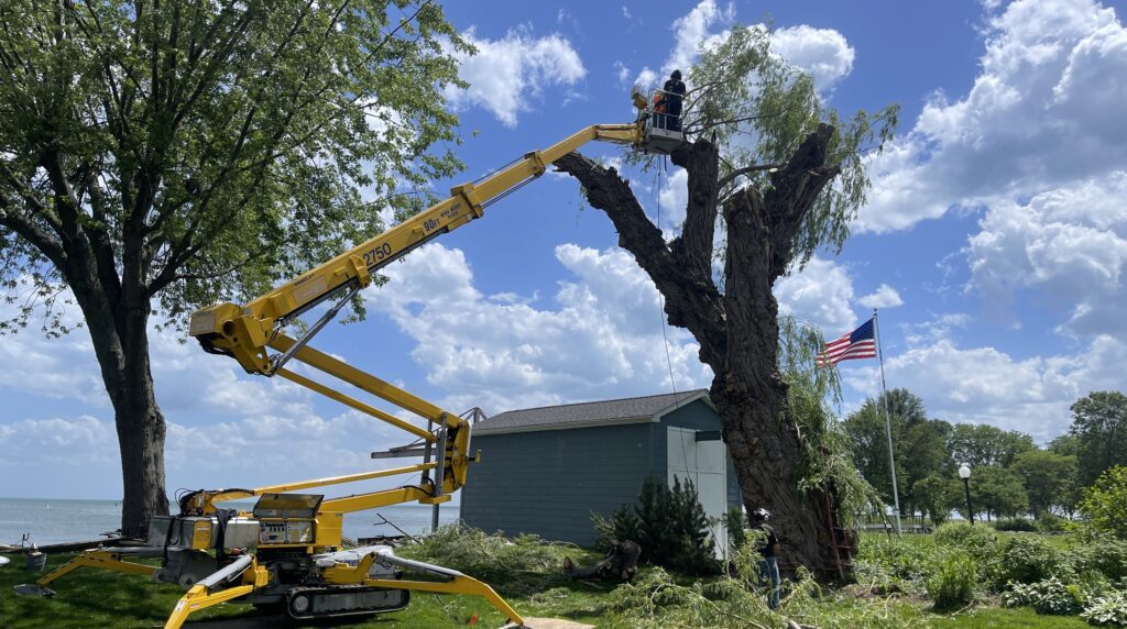 professional tree removal services