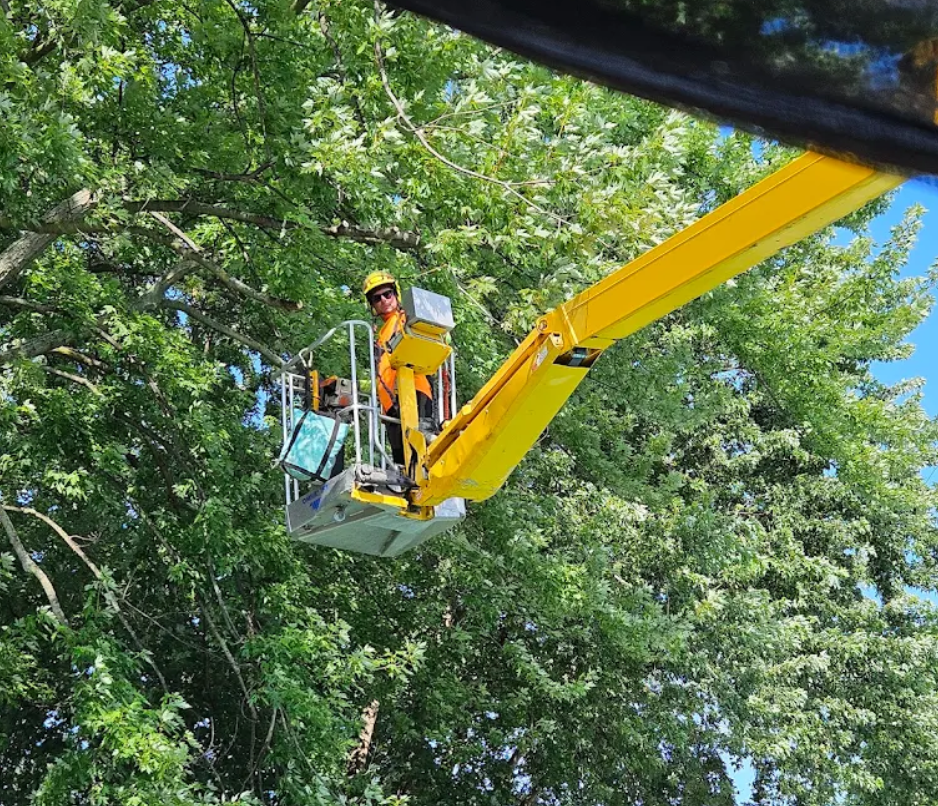 best way to trim trees in michigan