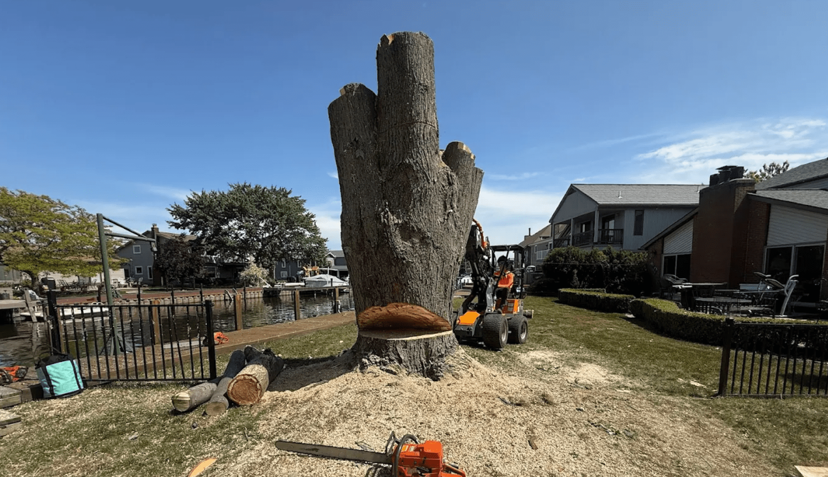 identifying hazardous trees that need removal trimming or tree maintenance