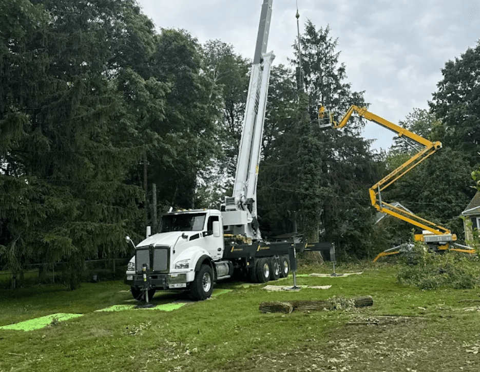 michigan arborist near me that provides tree services in michigan