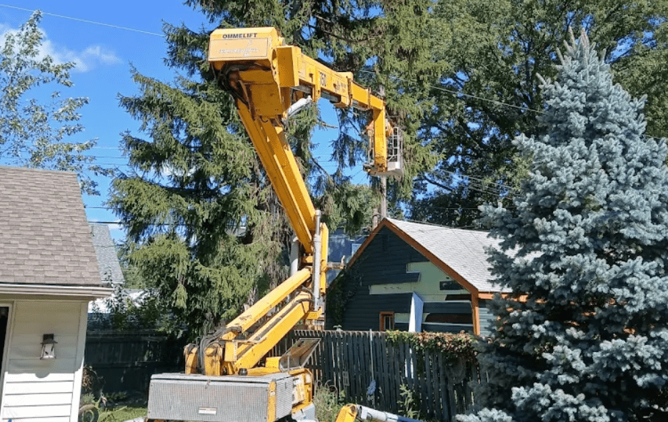 tree care in birmingham michigan
