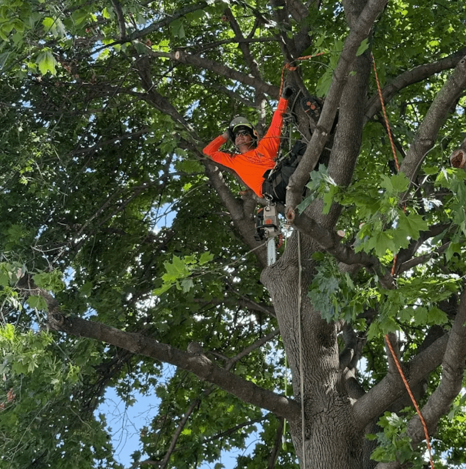 tree care mistakes to avoid in michigan and how viking tree and stump provides professional tree services