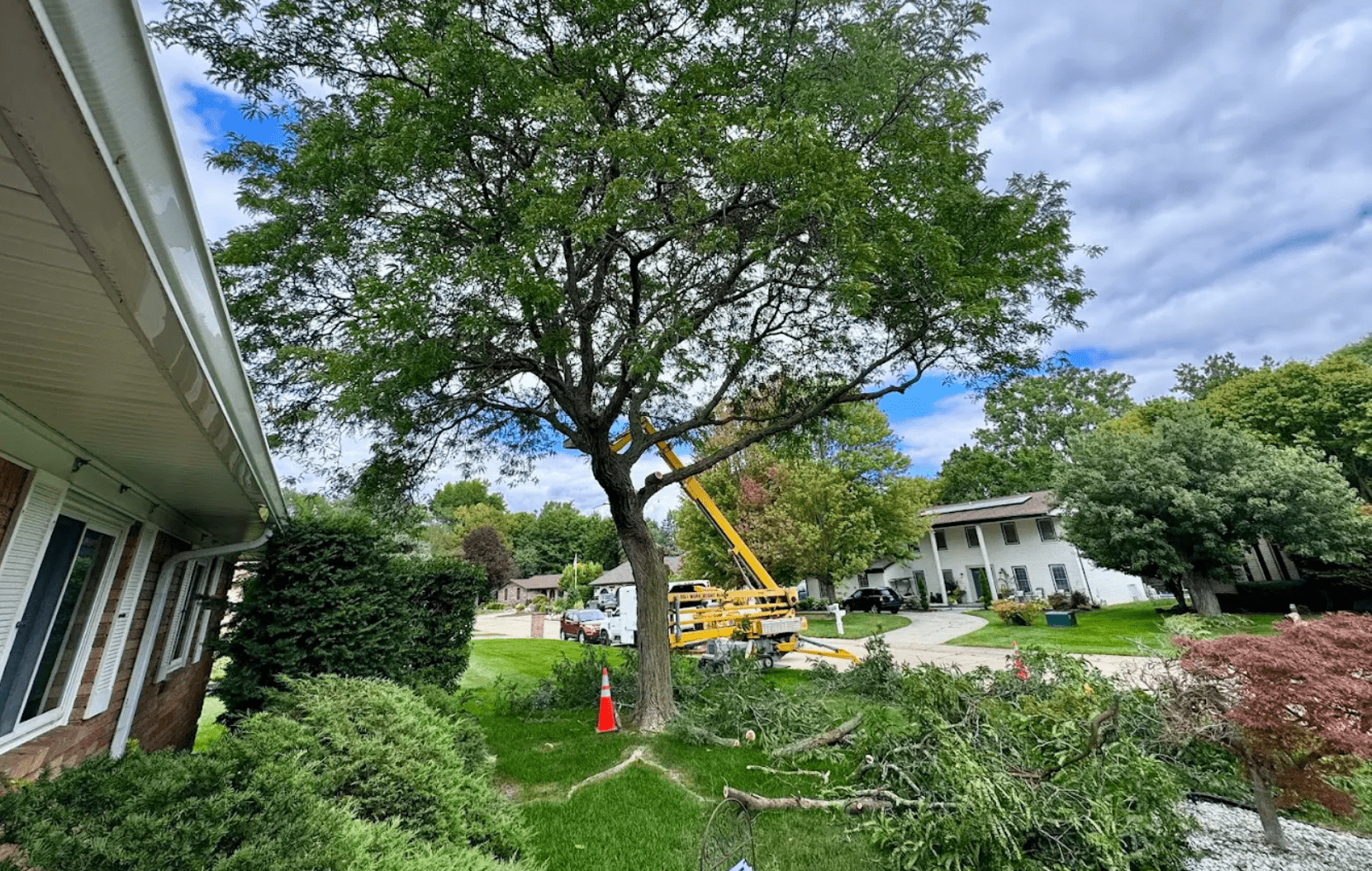 tree trimming cost analysis professional tree services