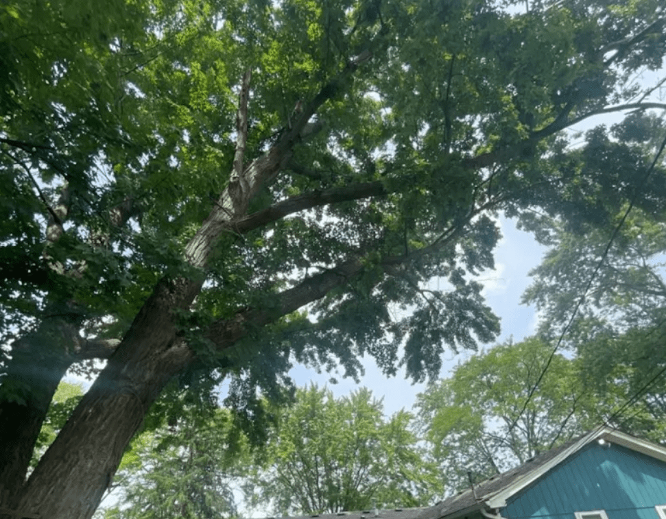 Tree Removal Best Practices in Oakland County, Michigan Tree Removal Best Practices in Oakland County, Michigan