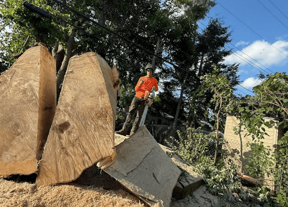 arborist tree services in waterford township michigan