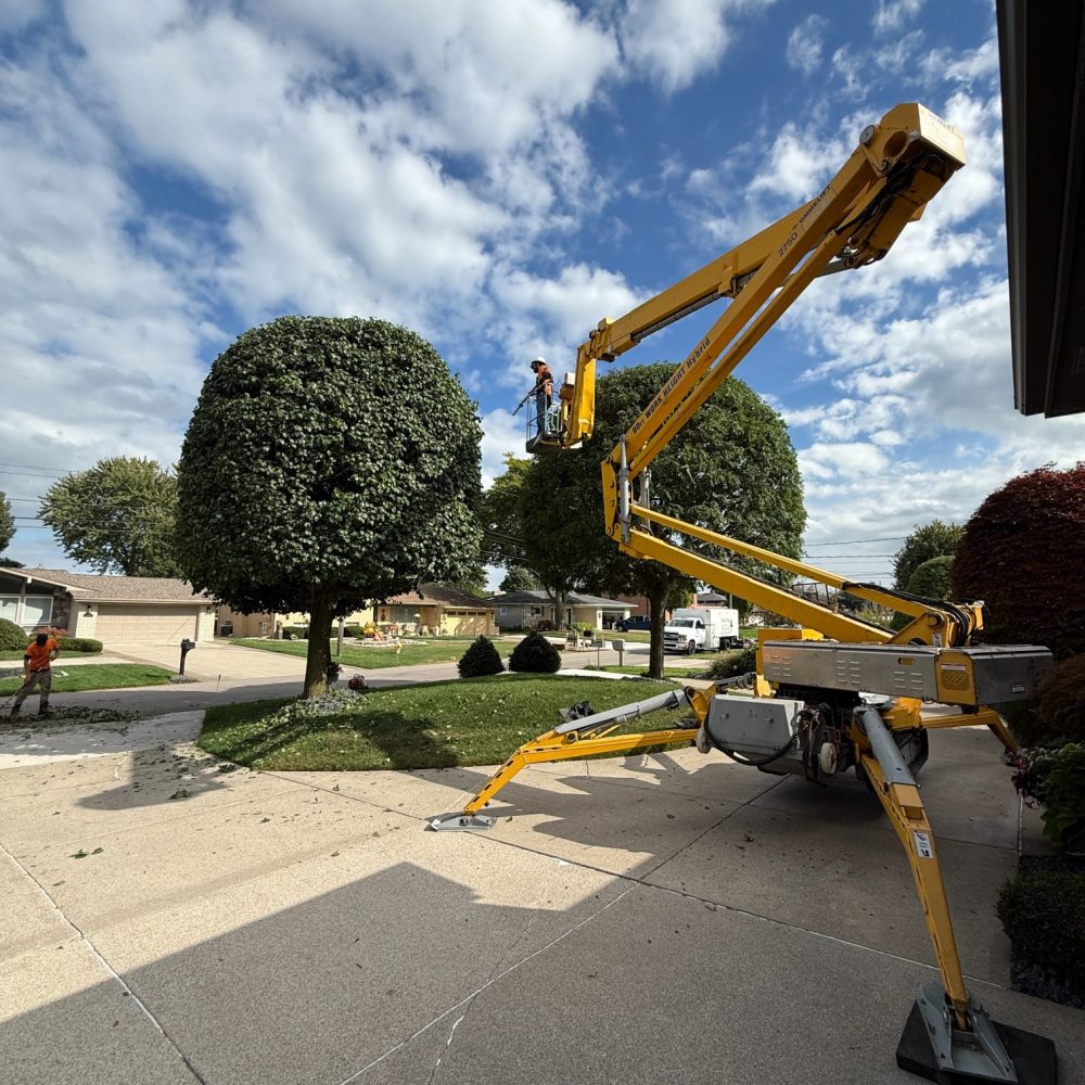 Ornamental tree trimming