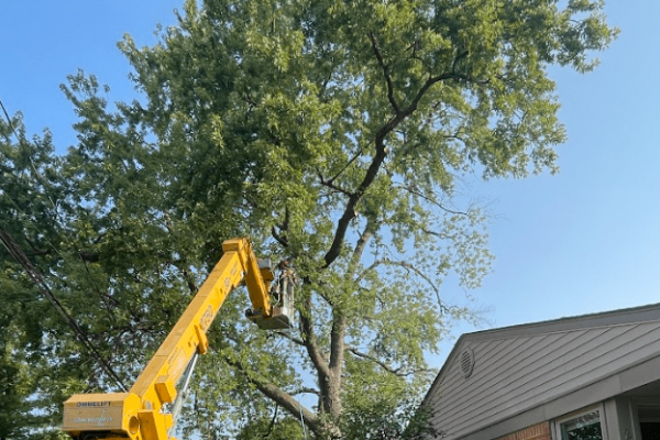 arborist-and-tree-care-service.png