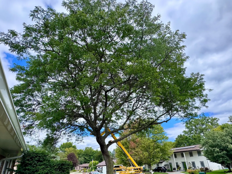 bloomfield township tree services company
