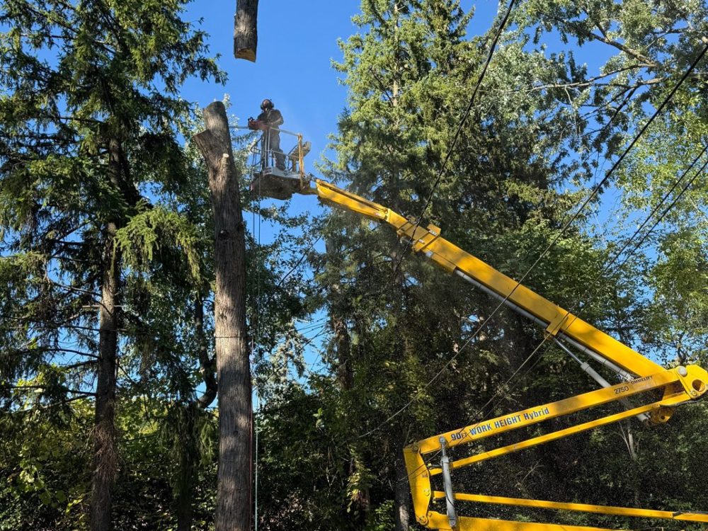 commercial-tree-maintenance-macomb-county