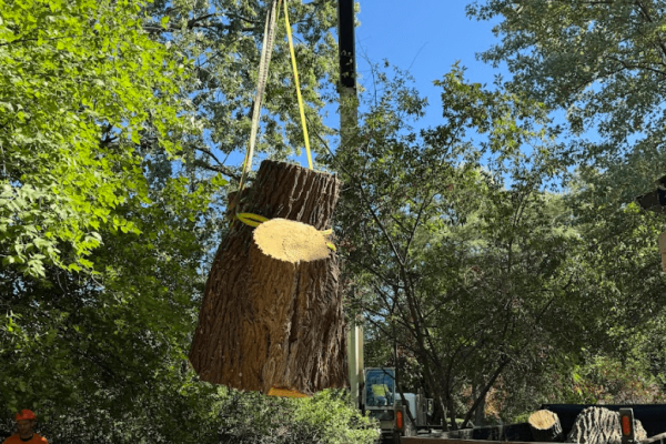 commercial-tree-removal-services.png