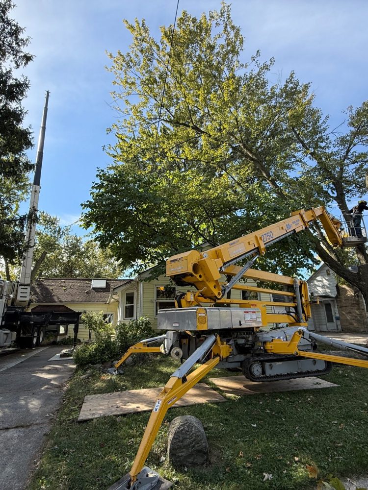 dead-tree-removal-macomb-michigan