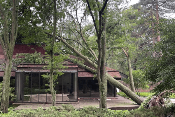 emergency-tree-cleanup-storm-damage.png