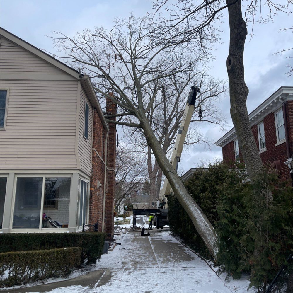 fallen tree in michigan that needs safe tree removal to avoid damages