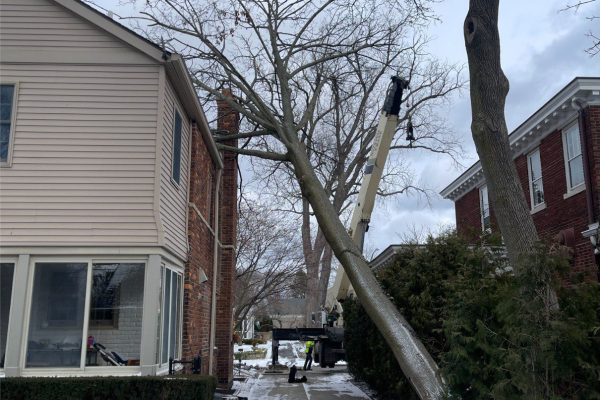 fallen-tree-in-michigan-that-needs-safe-tree-removal-to-avoid-damages.jpg