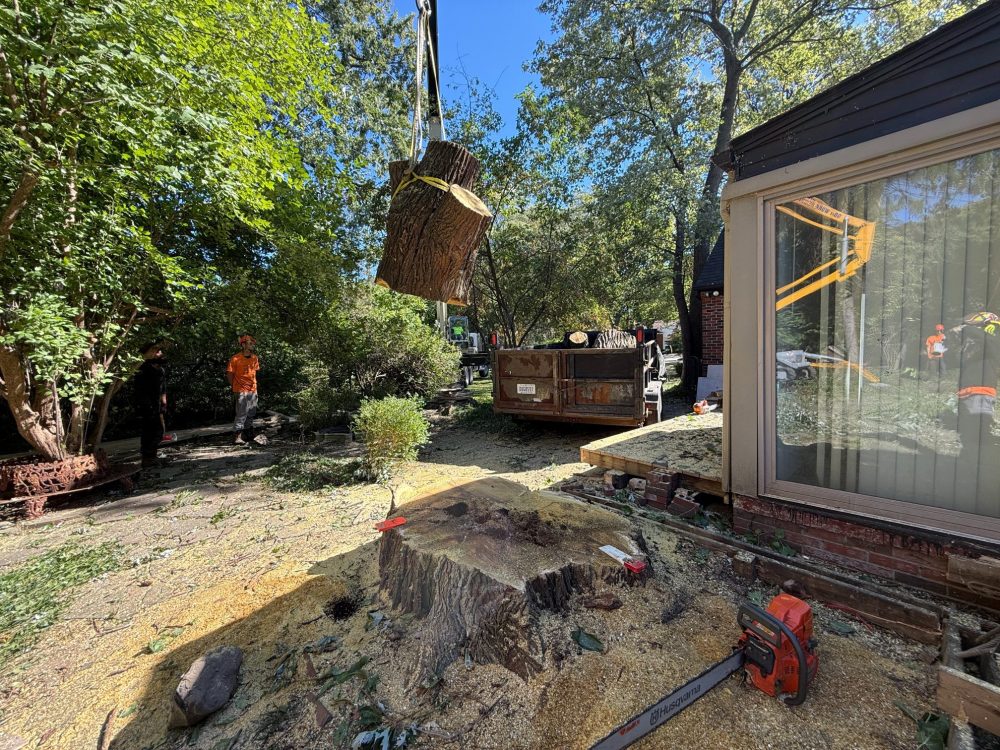 hazardous-tree-removal-oakland-michigan