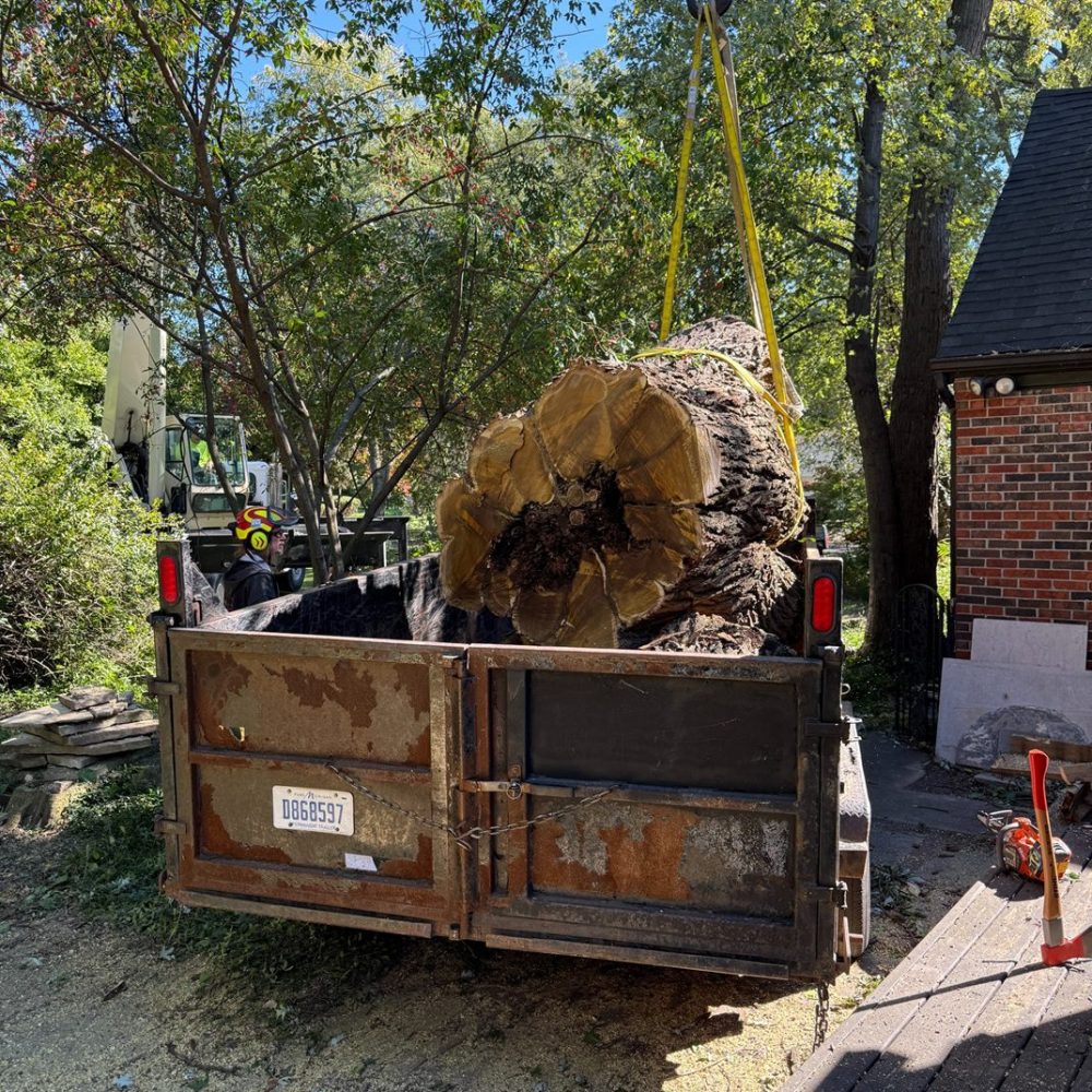 large-tree-removal-service-oakland-michigan