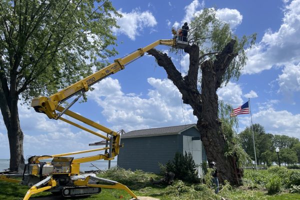 professional-tree-removal-services-scaled.jpg