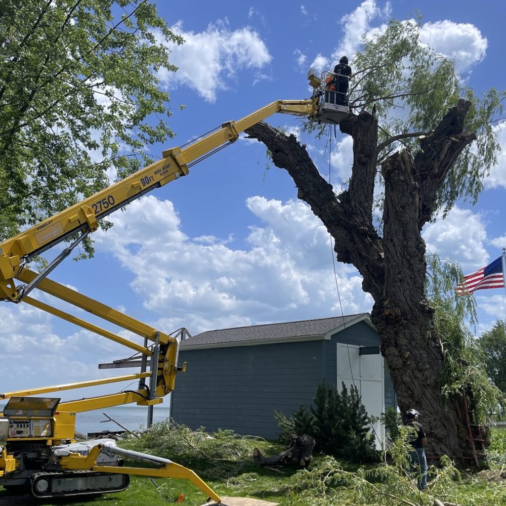 professional tree removal services