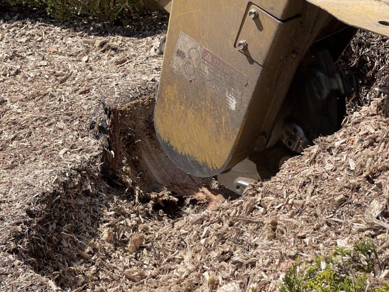 stump (5)