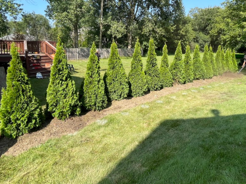 tree planting services