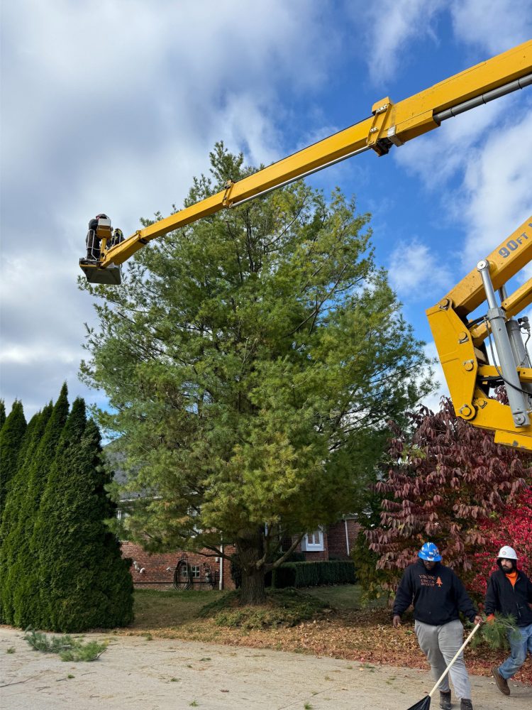 tree pruning services in michigan
