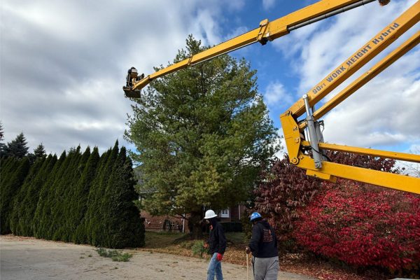 tree-removal-in-detroit-michigan-area.jpg