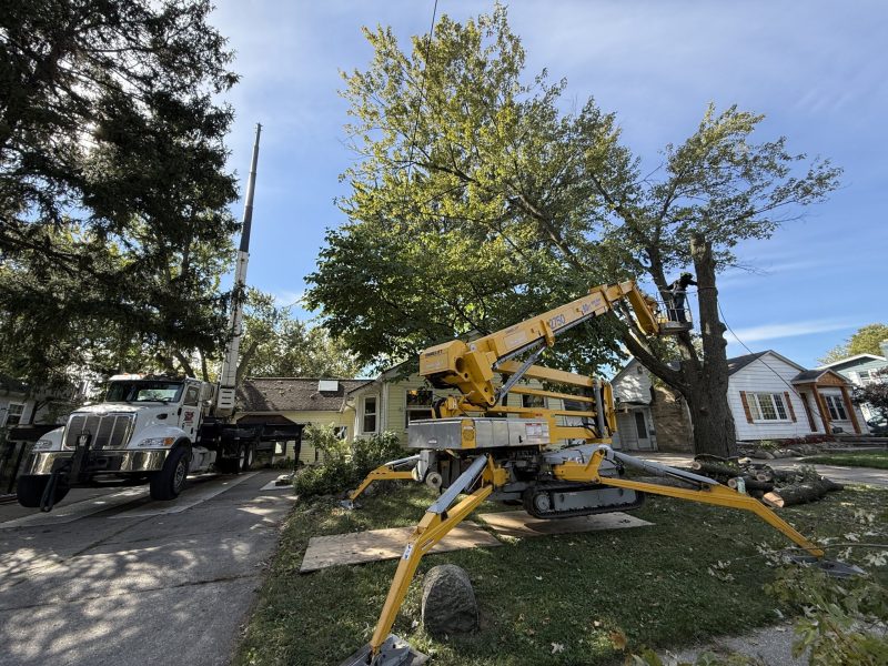 tree removal services in michigan by viking tree and stump