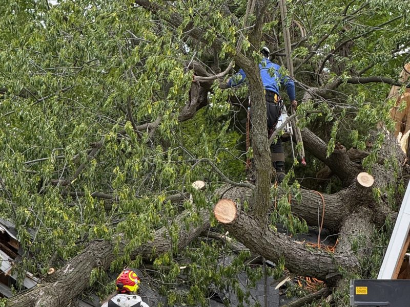 tree-services-company-professional-troy-michigan-viking-tree-and-stump-scaled.jpg