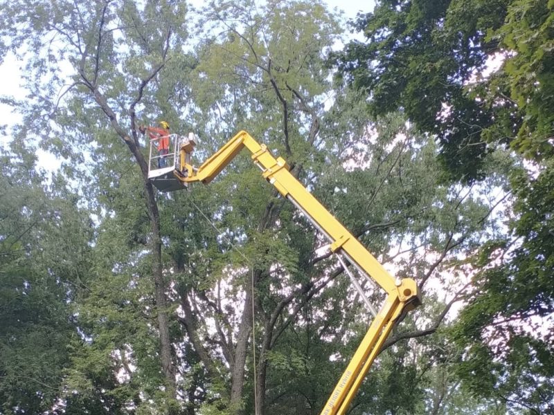tree services washington michigan