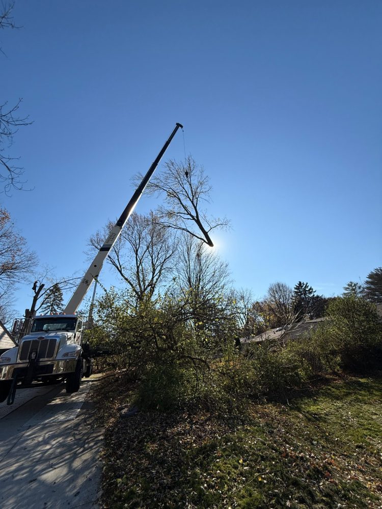 viking-tree-pruning-experts-oakland-mi