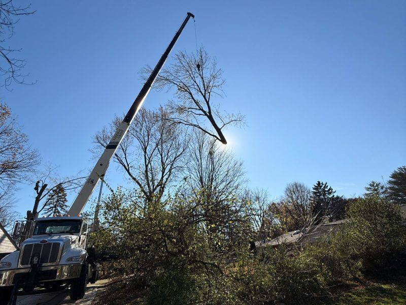 viking-tree-pruning-experts-oakland-mi
