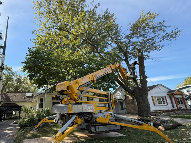 washington michigan tree contractor and tree care services